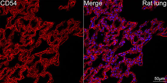 ICAM-1/CD54 Rabbit mAb