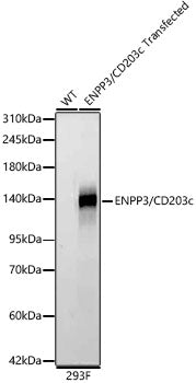 ENPP3/CD203c Rabbit mAb