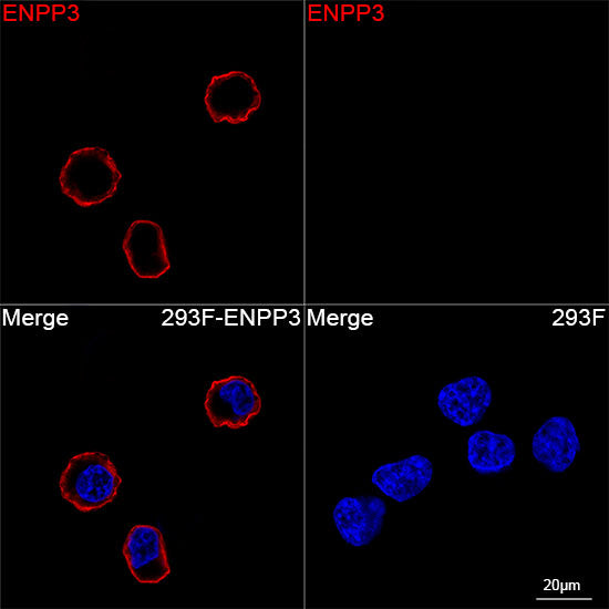 ENPP3/CD203c Rabbit mAb