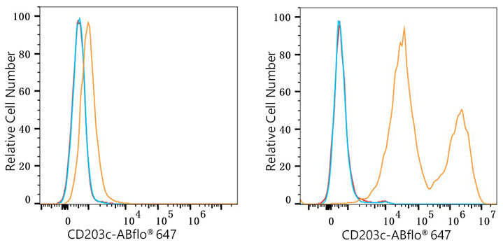 ENPP3/CD203c Rabbit mAb