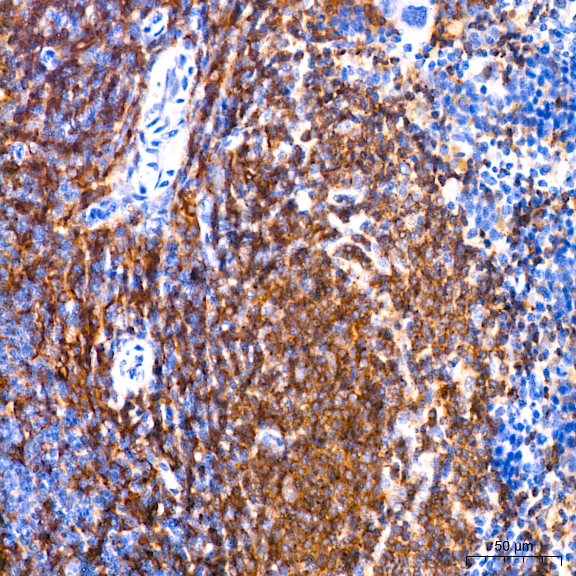 H2-Ab1 Rabbit mAb