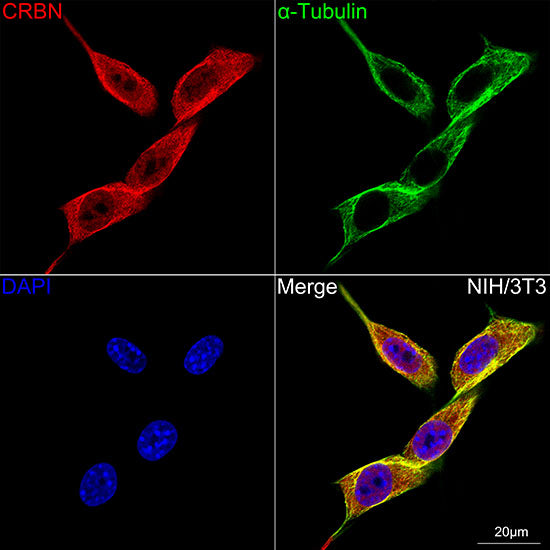 CRBN Rabbit mAb
