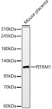 PITRM1 Rabbit mAb