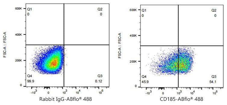 ABflo® 488 Rabbit anti-Human CD185/CXCR5 mAb