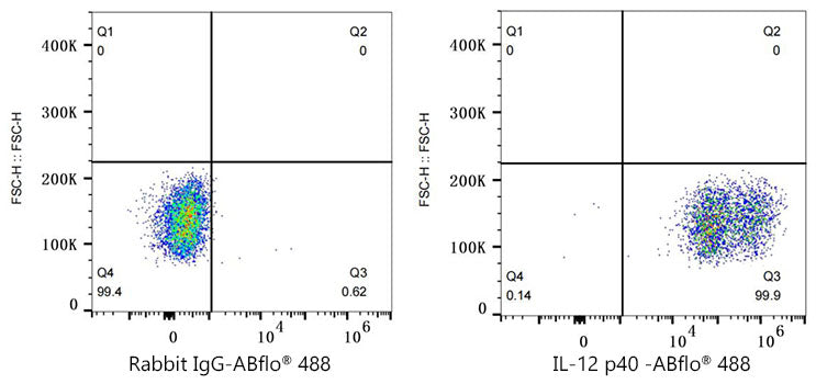 ABflo® 488 Rabbit anti-Mouse IL-12 p40 mAb