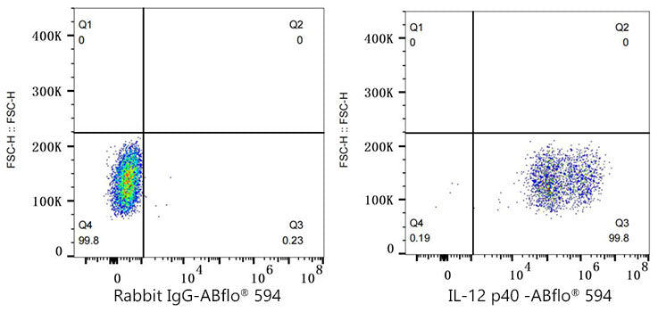 ABflo® 594 Rabbit anti-Mouse IL-12 p40 mAb