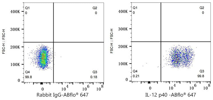 ABflo® 647 Rabbit anti-Mouse IL-12 p40 mAb