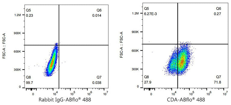 ABflo® 488 Rabbit anti-Human CDA mAb