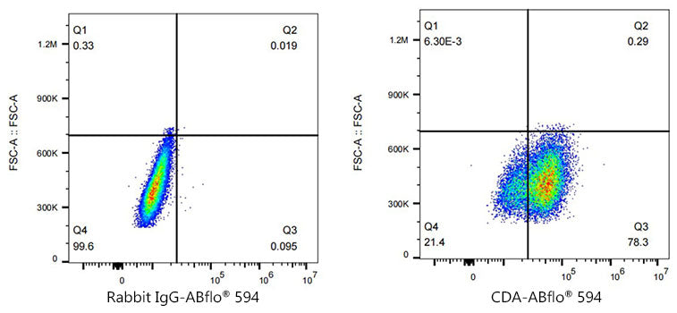 ABflo® 594 Rabbit anti-Human CDA mAb