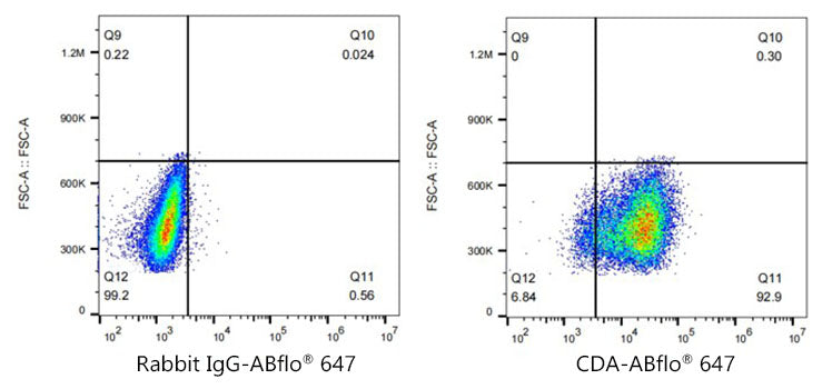 ABflo® 647 Rabbit anti-Human CDA mAb