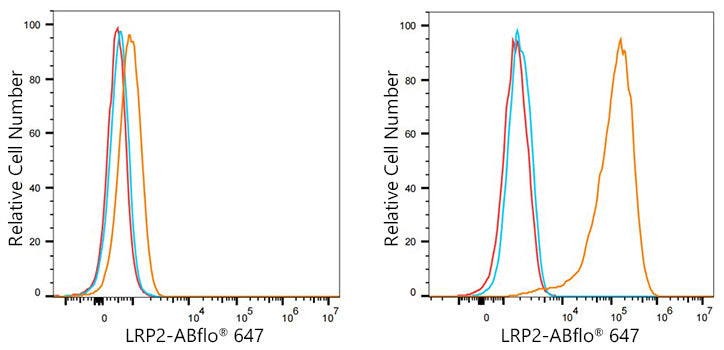 Megalin/LRP2 Rabbit mAb