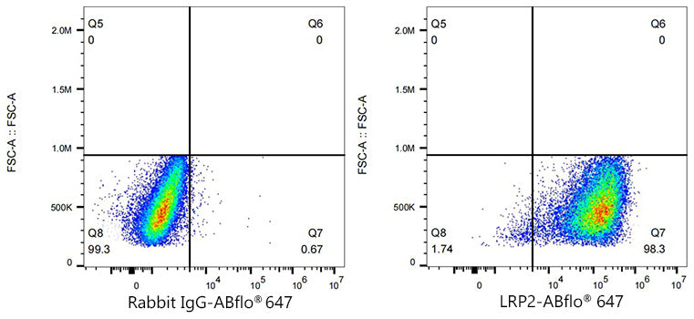 Megalin/LRP2 Rabbit mAb