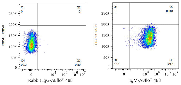 ABflo® 488 Rabbit anti-Human/Monkey IgM mAb