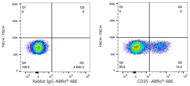 ABflo® 488 Rabbit anti-Human CD35 mAb