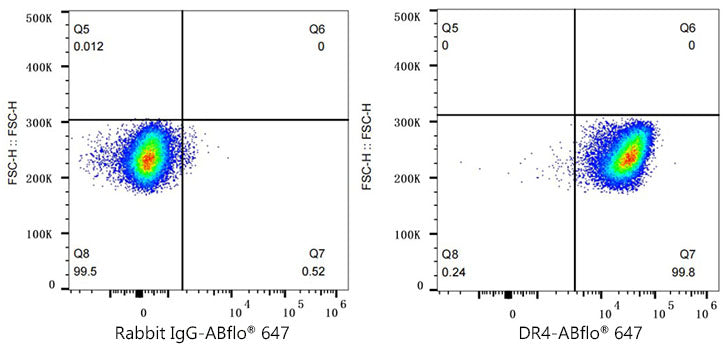 DR4 Rabbit mAb