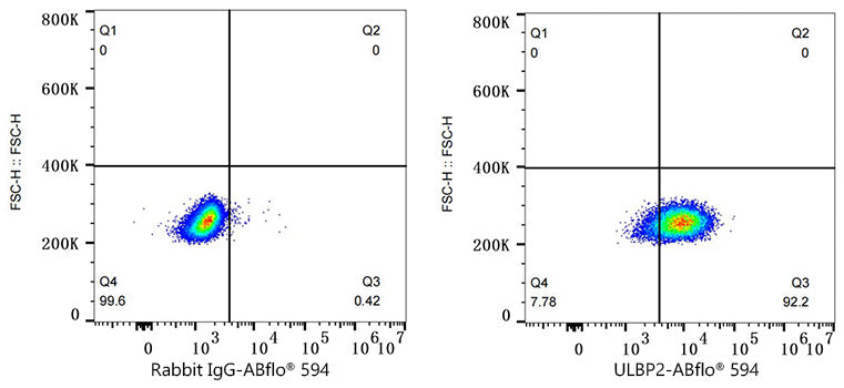 ABflo® 594 Rabbit anti-Human ULBP2 mAb