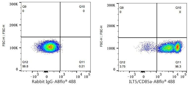 ABflo® 488 Rabbit anti-Human ILT5/CD85a mAb