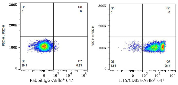 ABflo® 647 Rabbit anti-Human ILT5/CD85a mAb
