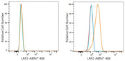 ABflo® 488 Rabbit anti-Human Megalin/LRP2 mAb