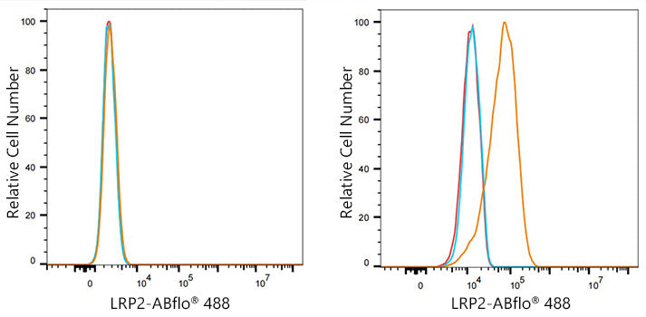 ABflo® 488 Rabbit anti-Human Megalin/LRP2 mAb