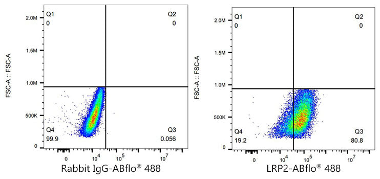 ABflo® 488 Rabbit anti-Human Megalin/LRP2 mAb