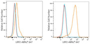 ABflo® 647 Rabbit anti-Human Megalin/LRP2 mAb
