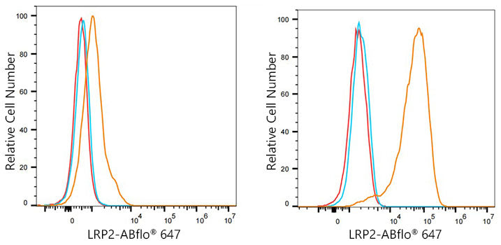ABflo® 647 Rabbit anti-Human Megalin/LRP2 mAb