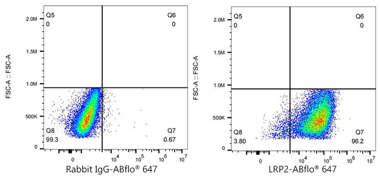 ABflo® 647 Rabbit anti-Human Megalin/LRP2 mAb