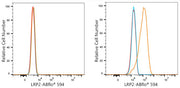 ABflo® 594 Rabbit anti-Human Megalin/LRP2 mAb
