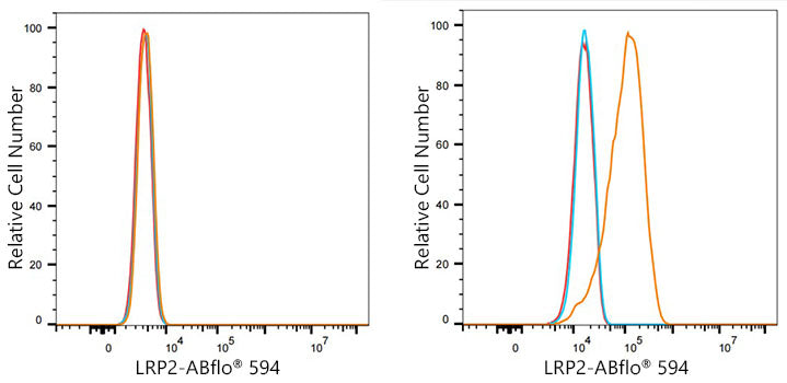 ABflo® 594 Rabbit anti-Human Megalin/LRP2 mAb