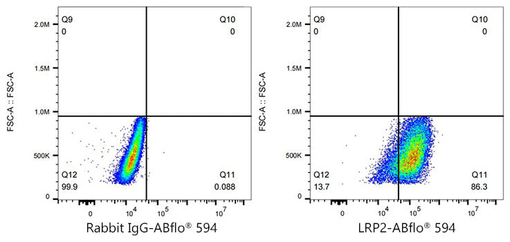 ABflo® 594 Rabbit anti-Human Megalin/LRP2 mAb