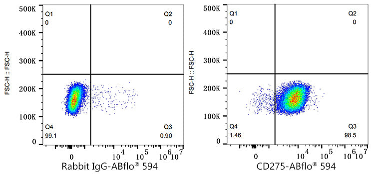ABflo® 594 Rabbit anti-Human B7-H2/CD275 mAb