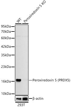 [KO Validated] Peroxiredoxin 5 (PRDX5) Rabbit mAb