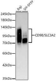 [KD Validated] CD98/SLC3A2 Rabbit mAb