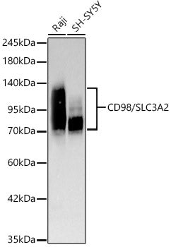 [KD Validated] CD98/SLC3A2 Rabbit mAb