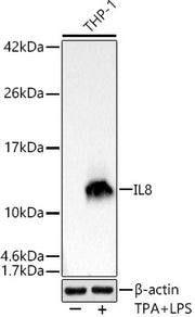 IL8 Rabbit mAb