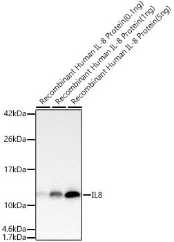 IL8 Rabbit mAb