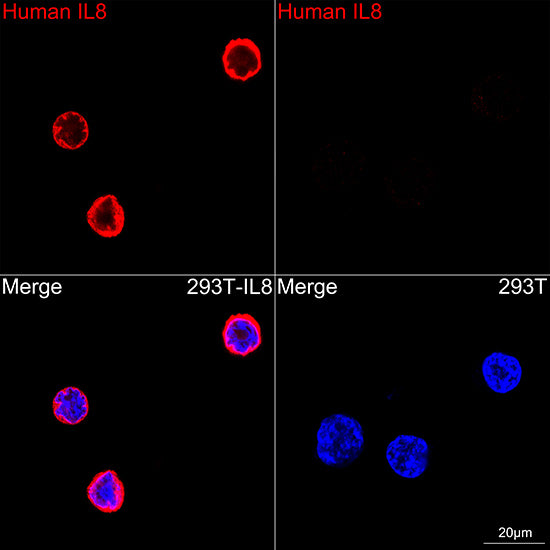 IL8 Rabbit mAb