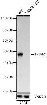 [KO Validated] TRIM21/SS-A Rabbit mAb