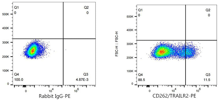 PE Rabbit anti-Mouse CD262/TRAILR2 mAb