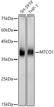 MTCO1 Rabbit mAb