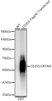 CD355/CRTAM Rabbit mAb