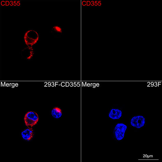 CD355/CRTAM Rabbit mAb