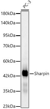 [KD Validated] Sharpin Rabbit mAb
