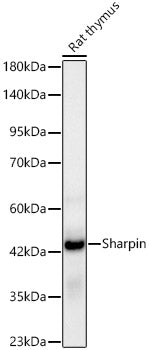 [KD Validated] Sharpin Rabbit mAb
