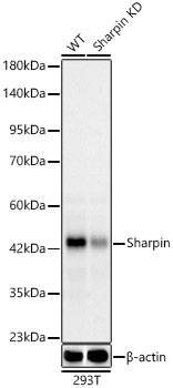 [KD Validated] Sharpin Rabbit mAb