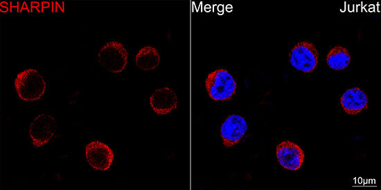 [KD Validated] Sharpin Rabbit mAb