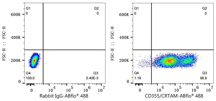 ABflo® 488 Rabbit anti-Human CD355/CRTAM mAb