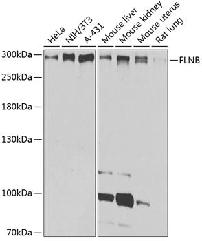 FLNB Rabbit pAb