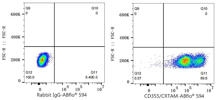 ABflo® 594 Rabbit anti-Human CD355/CRTAM mAb